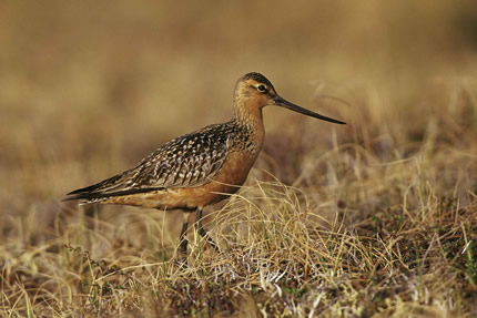 Tundra bird and habitat.