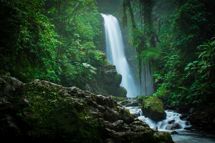 Costa Rica replanted their lost forests.