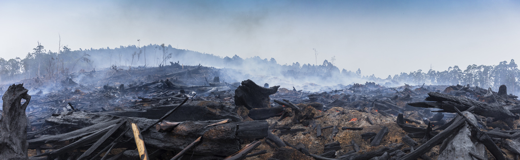 Forest burned to the ground.