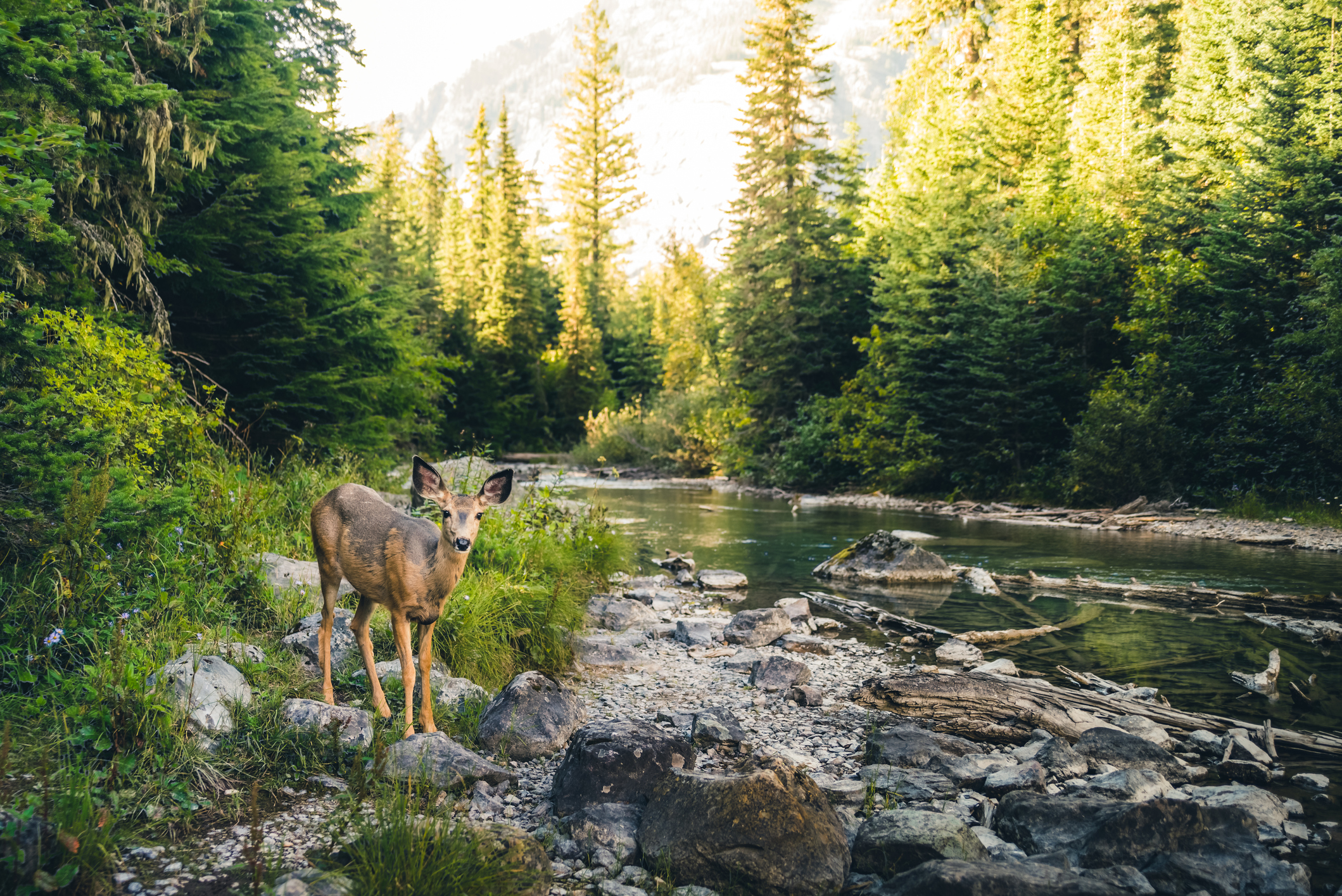 BEAUTIFUL FOREST WITH A SWEET DOE.