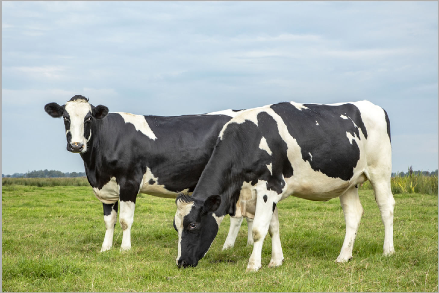 Cows grazing.