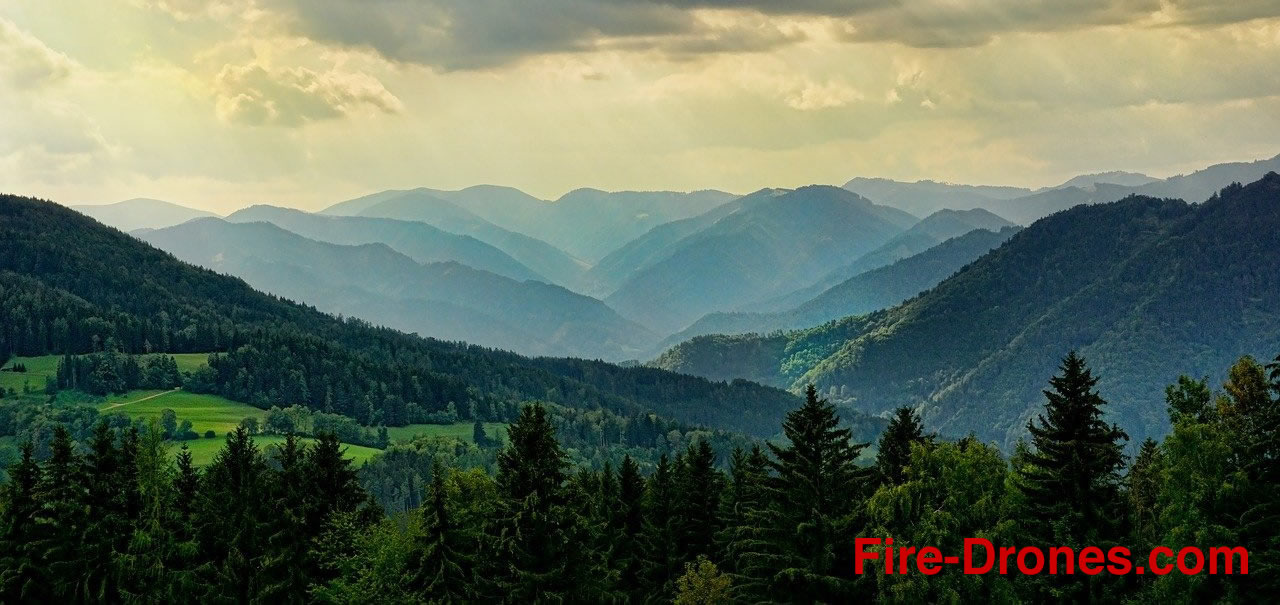 Pristine Forest Panorama.