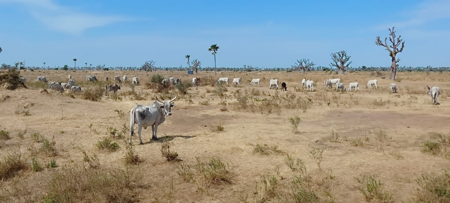 Senegal savanna